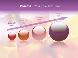 A Group Of Colorful Flowers Powerpoint Template PowerPoint Template