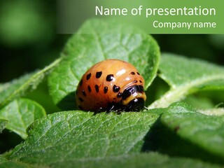 Colorado Beetle On Potato Leaf PowerPoint Template