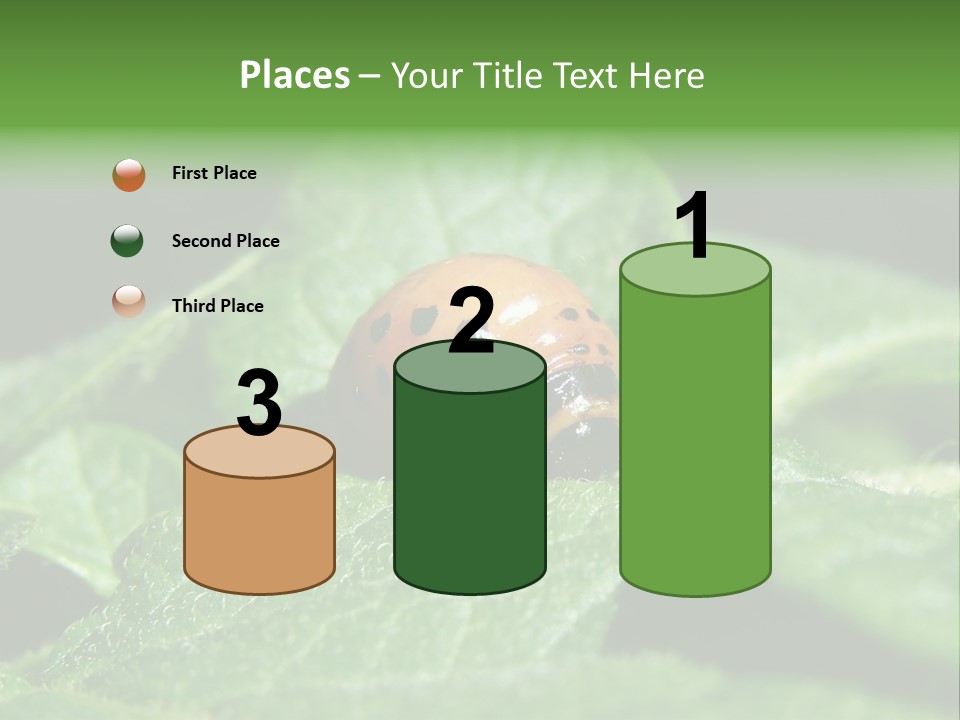 Colorado Beetle On Potato Leaf PowerPoint Template