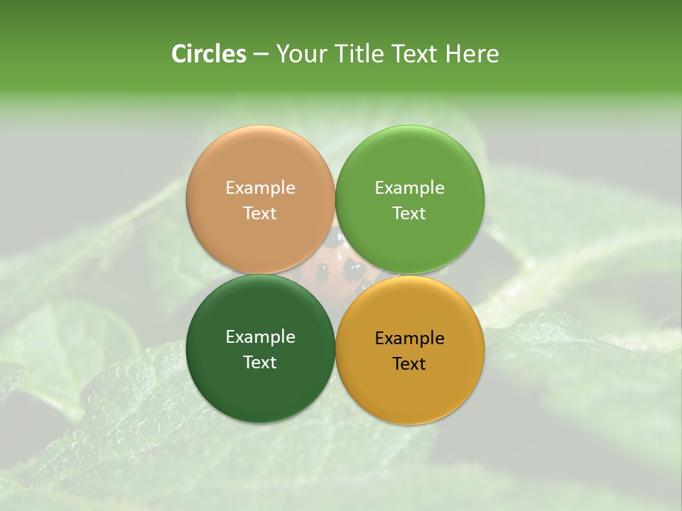 Colorado Beetle On Potato Leaf PowerPoint Template