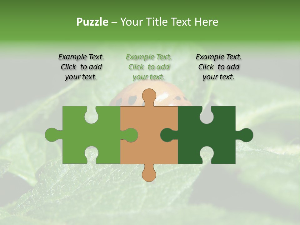 Colorado Beetle On Potato Leaf PowerPoint Template