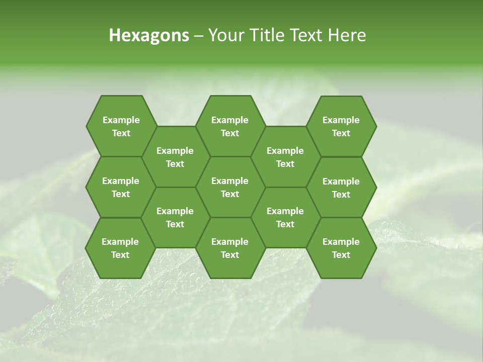 Colorado Beetle On Potato Leaf PowerPoint Template