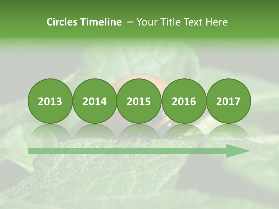 Colorado Beetle On Potato Leaf PowerPoint Template