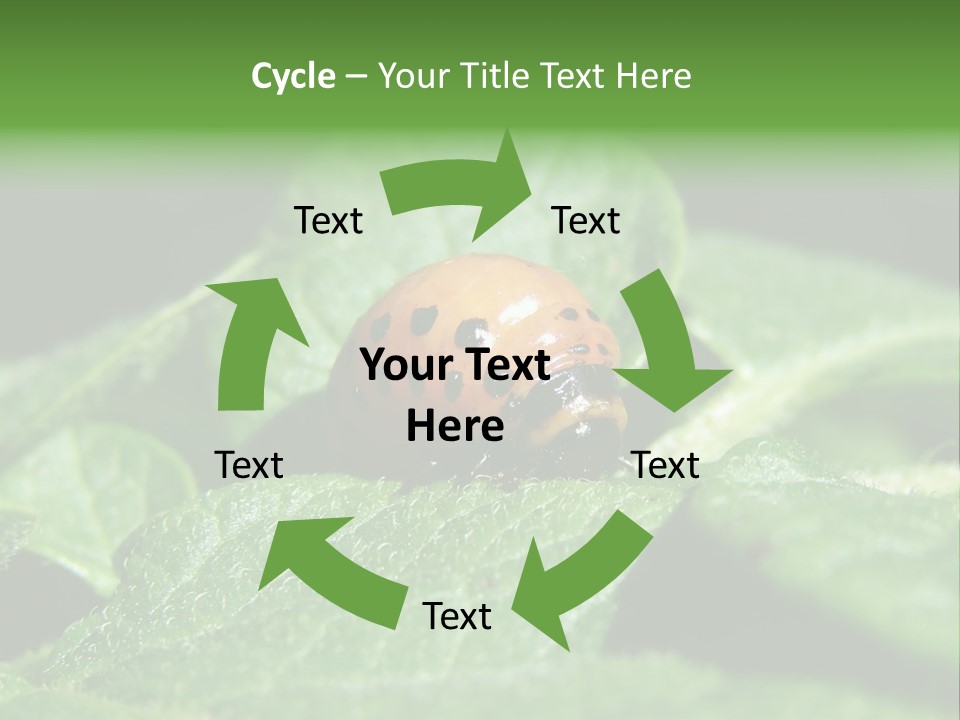 Colorado Beetle On Potato Leaf PowerPoint Template