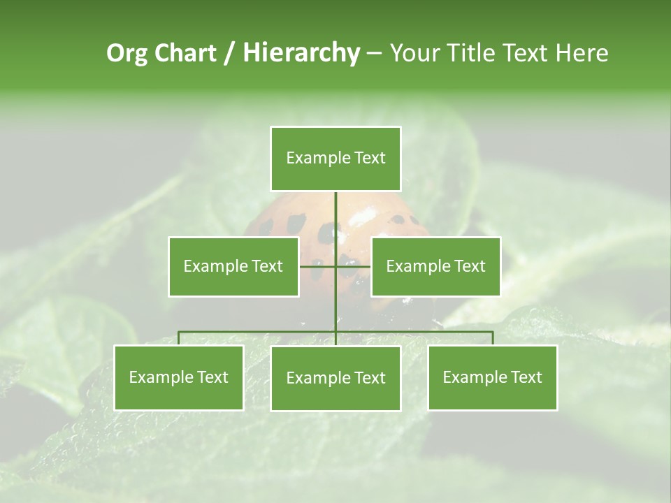 Colorado Beetle On Potato Leaf PowerPoint Template