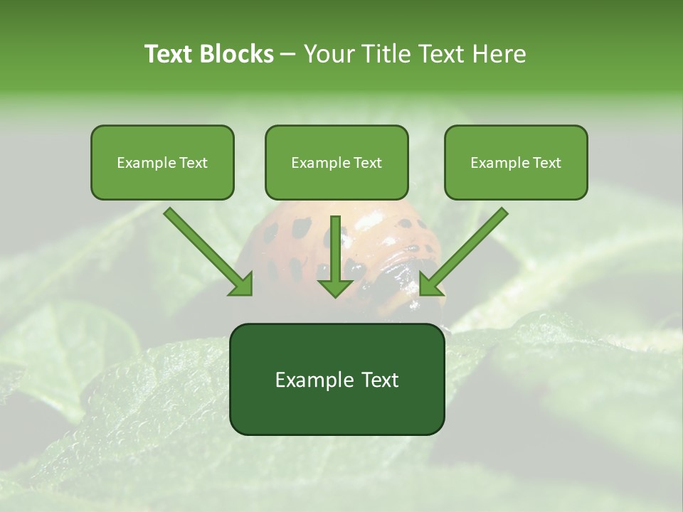 Colorado Beetle On Potato Leaf PowerPoint Template