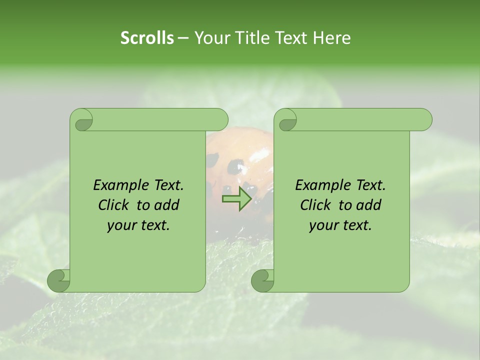 Colorado Beetle On Potato Leaf PowerPoint Template