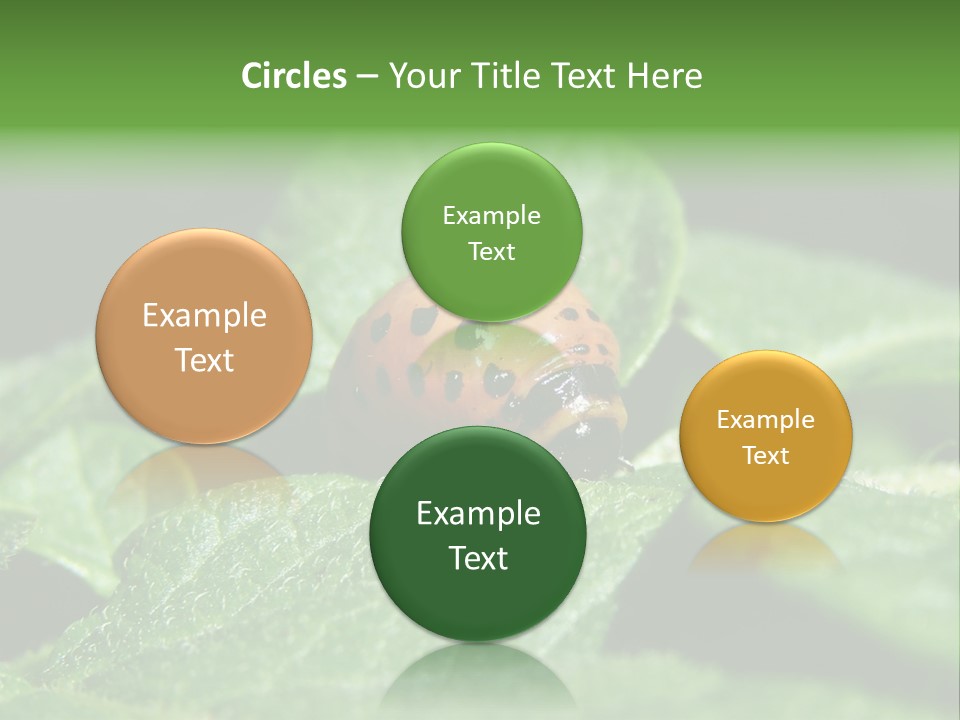 Colorado Beetle On Potato Leaf PowerPoint Template