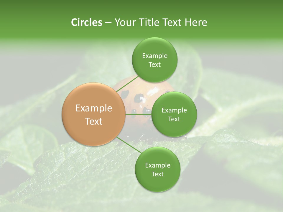 Colorado Beetle On Potato Leaf PowerPoint Template