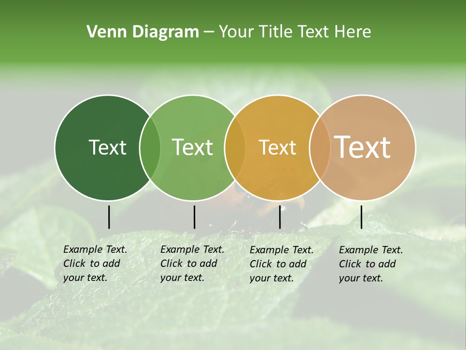 Colorado Beetle On Potato Leaf PowerPoint Template