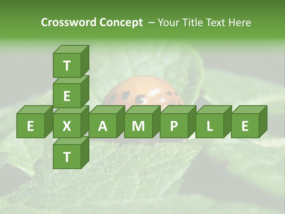 Colorado Beetle On Potato Leaf PowerPoint Template