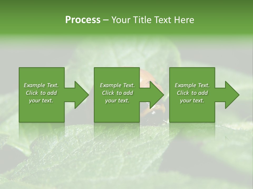 Colorado Beetle On Potato Leaf PowerPoint Template
