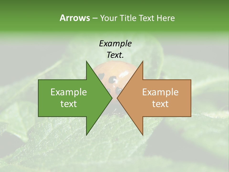 Colorado Beetle On Potato Leaf PowerPoint Template