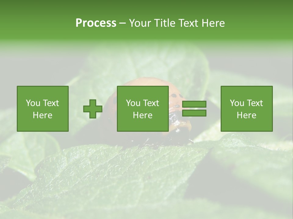 Colorado Beetle On Potato Leaf PowerPoint Template