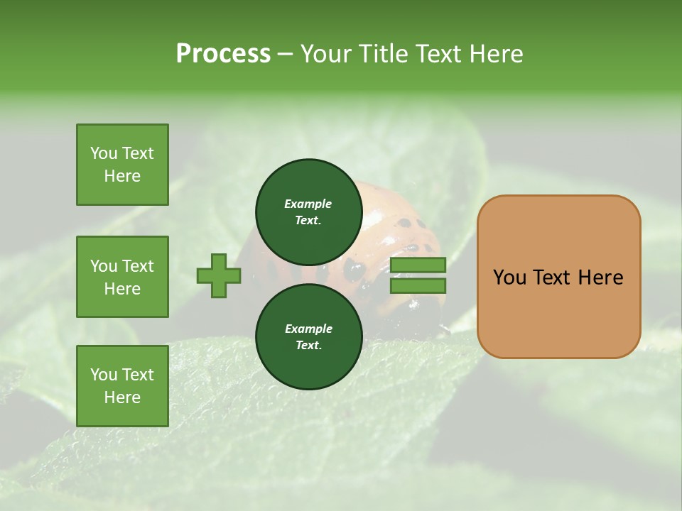 Colorado Beetle On Potato Leaf PowerPoint Template