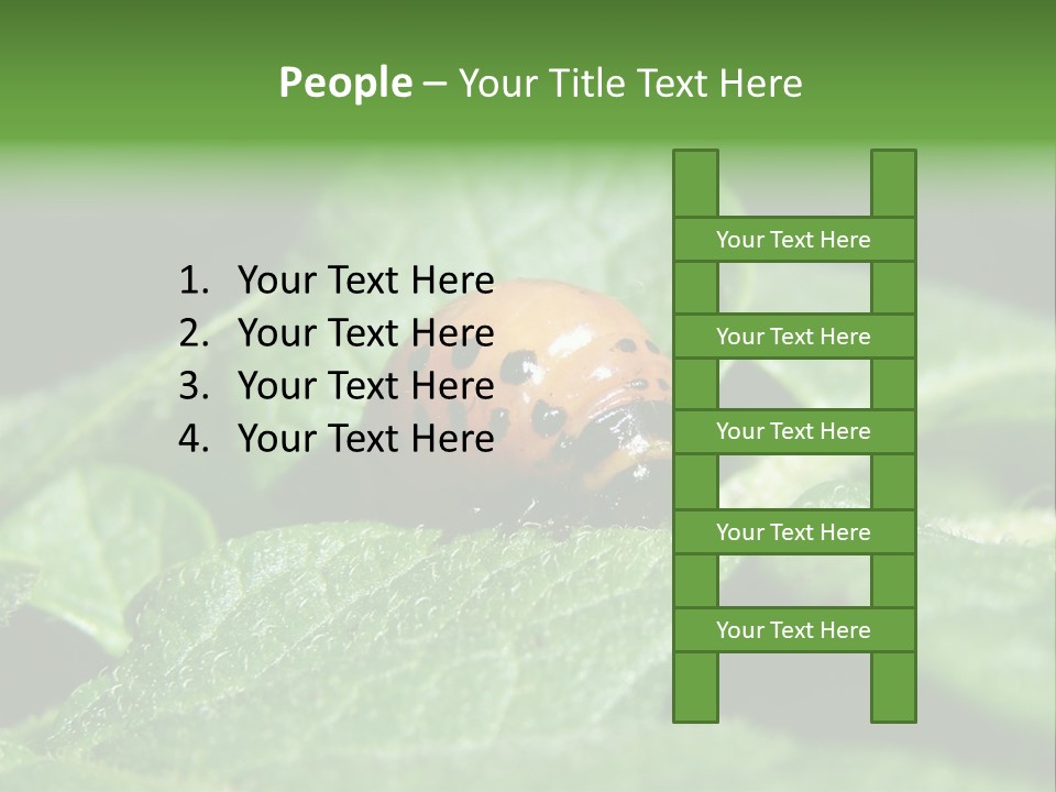 Colorado Beetle On Potato Leaf PowerPoint Template