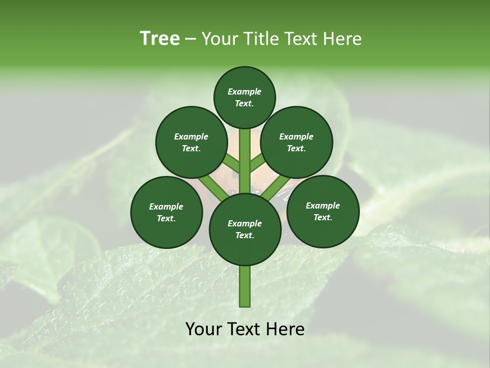 Colorado Beetle On Potato Leaf PowerPoint Template