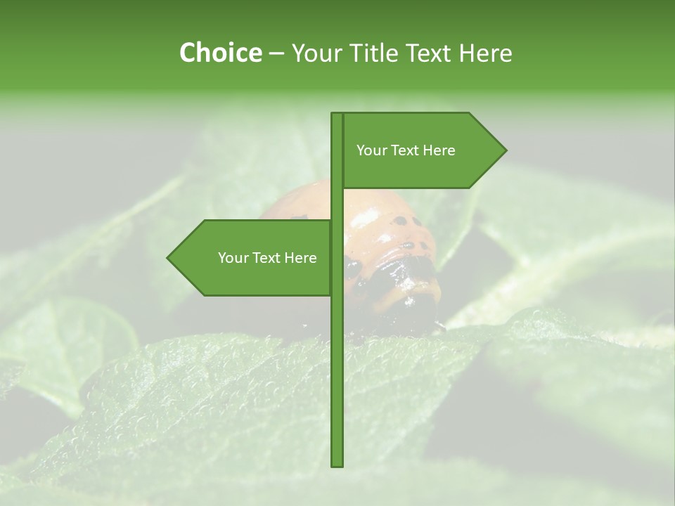 Colorado Beetle On Potato Leaf PowerPoint Template