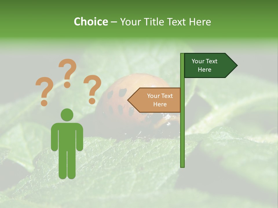 Colorado Beetle On Potato Leaf PowerPoint Template