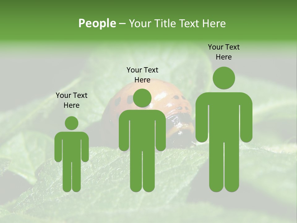 Colorado Beetle On Potato Leaf PowerPoint Template