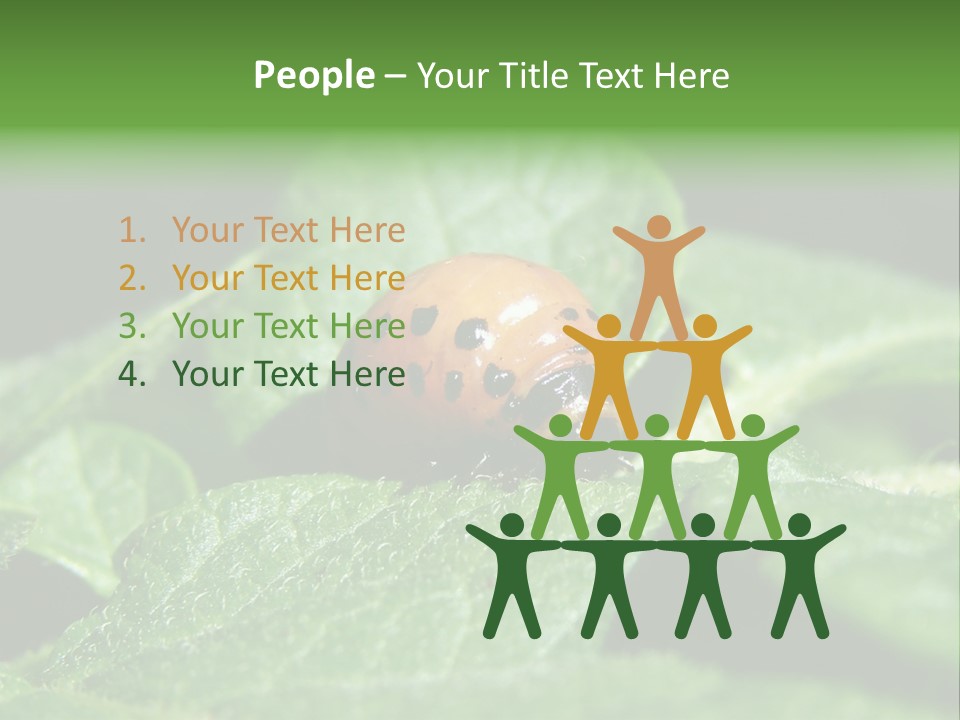 Colorado Beetle On Potato Leaf PowerPoint Template