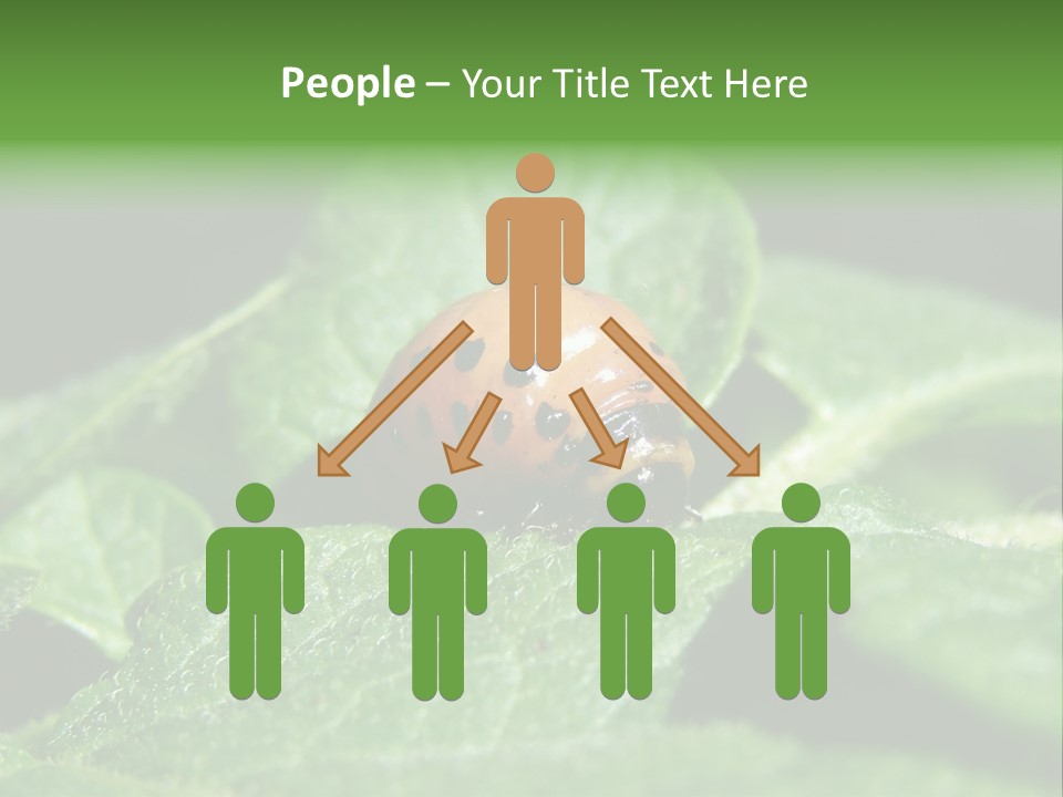 Colorado Beetle On Potato Leaf PowerPoint Template