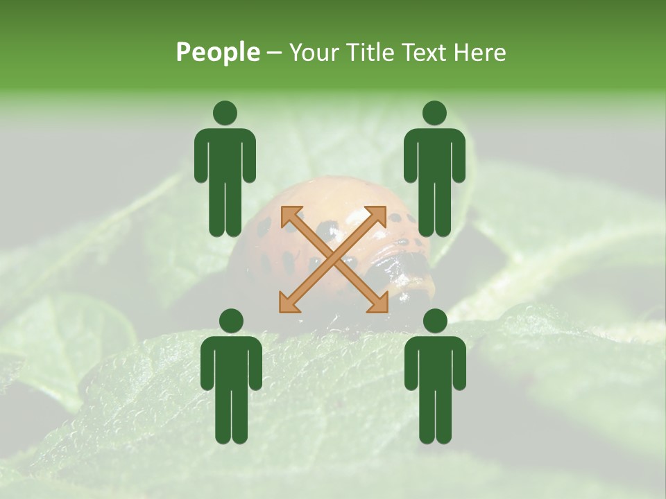 Colorado Beetle On Potato Leaf PowerPoint Template