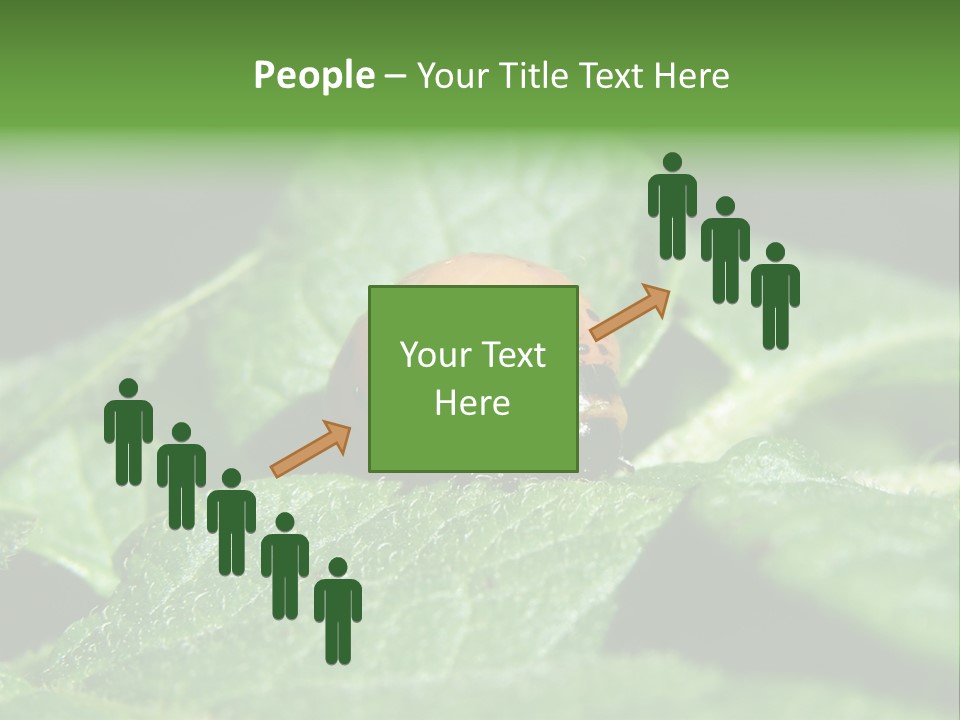 Colorado Beetle On Potato Leaf PowerPoint Template