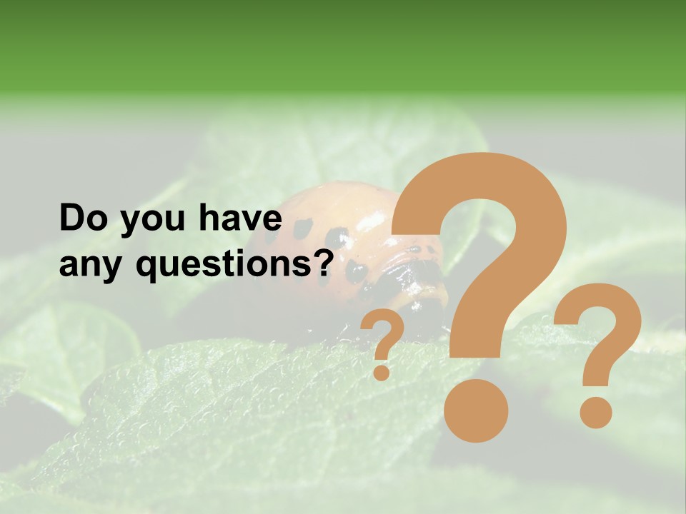 Colorado Beetle On Potato Leaf PowerPoint Template