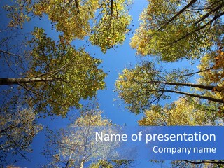 Sky's The Limit Is The Description Of This Image As The Trees Reach To The Heavens PowerPoint Template