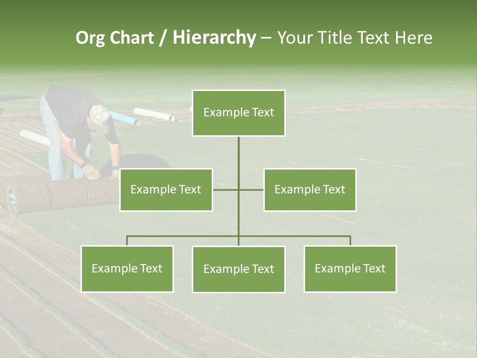 A Man Rolling Turf Grass Sod On Putting Green PowerPoint Template