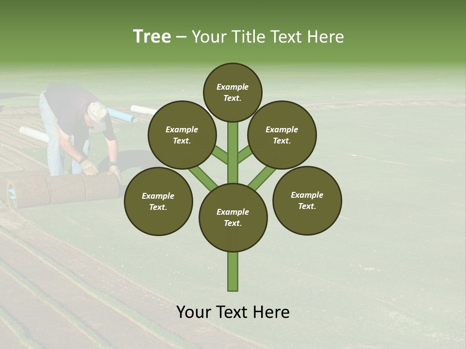 A Man Rolling Turf Grass Sod On Putting Green PowerPoint Template