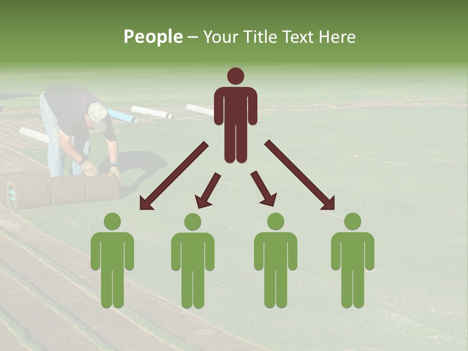 A Man Rolling Turf Grass Sod On Putting Green PowerPoint Template