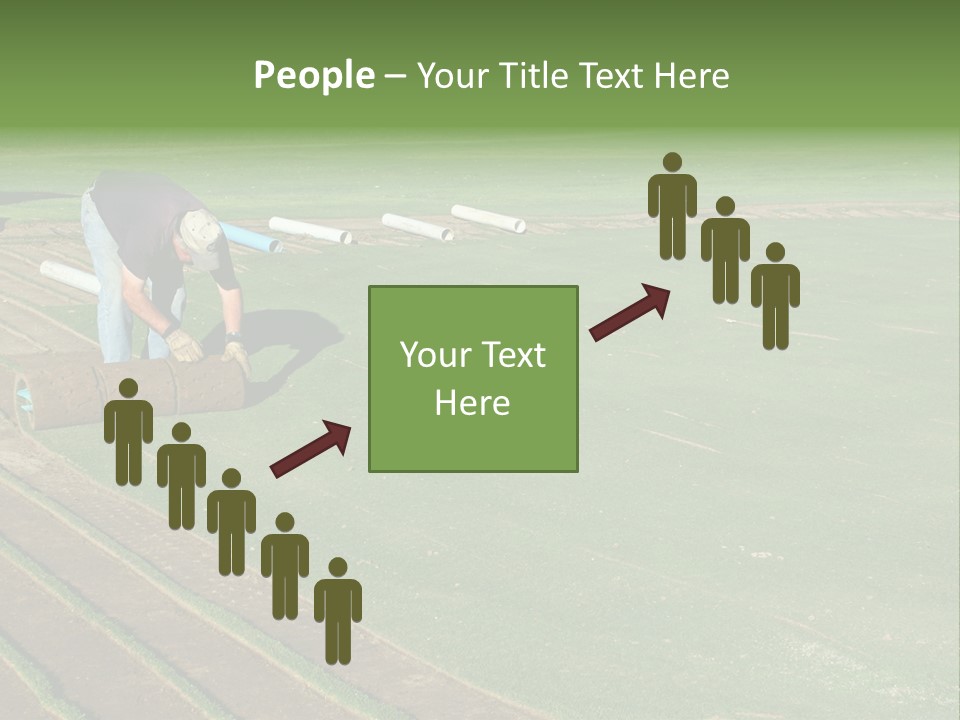 A Man Rolling Turf Grass Sod On Putting Green PowerPoint Template