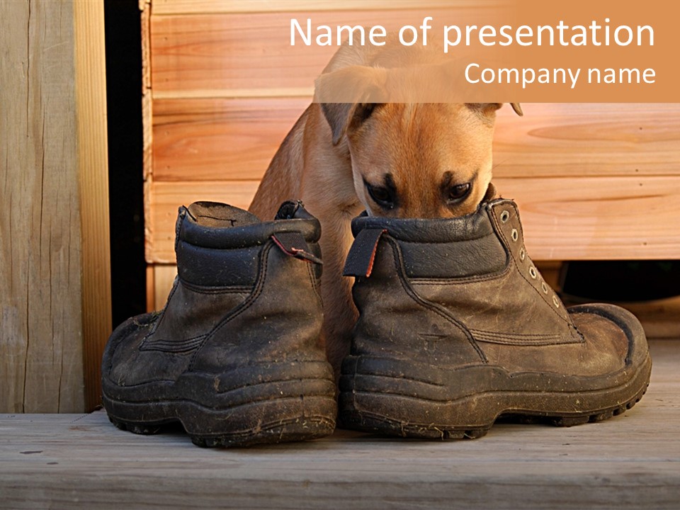 Puppy In Boots PowerPoint Template