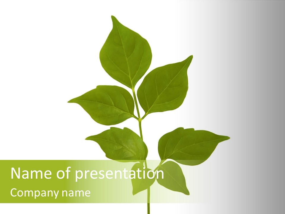 A Green Leaf Isolated On White Background PowerPoint Template