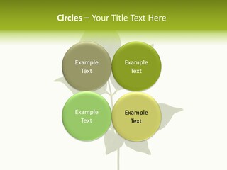 A Green Leaf Isolated On White Background PowerPoint Template
