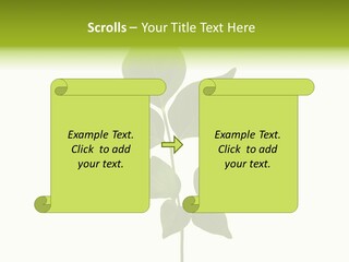 A Green Leaf Isolated On White Background PowerPoint Template