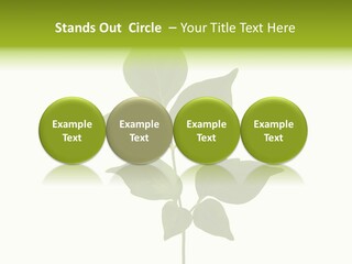 A Green Leaf Isolated On White Background PowerPoint Template