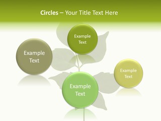 A Green Leaf Isolated On White Background PowerPoint Template