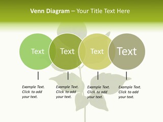 A Green Leaf Isolated On White Background PowerPoint Template