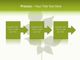 A Green Leaf Isolated On White Background PowerPoint Template