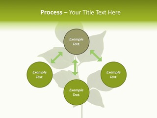 A Green Leaf Isolated On White Background PowerPoint Template