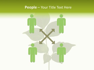A Green Leaf Isolated On White Background PowerPoint Template