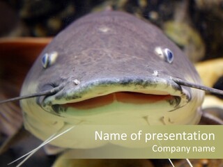 Smiling Catfish PowerPoint Template