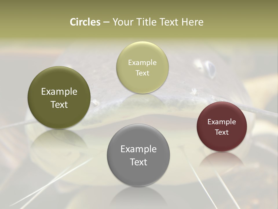 Smiling Catfish PowerPoint Template