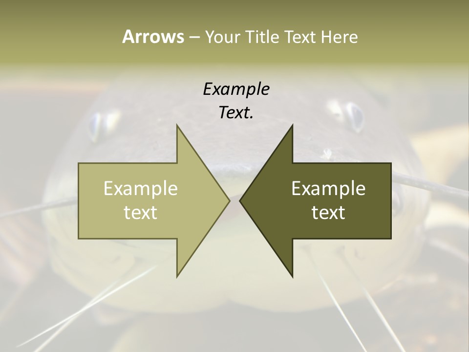 Smiling Catfish PowerPoint Template