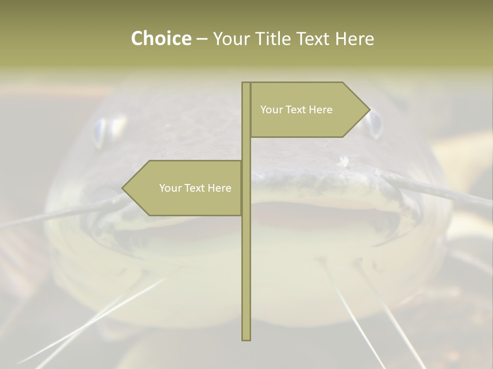 Smiling Catfish PowerPoint Template