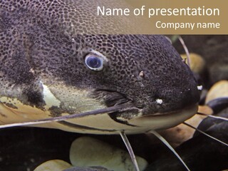 Catfish Face PowerPoint Template