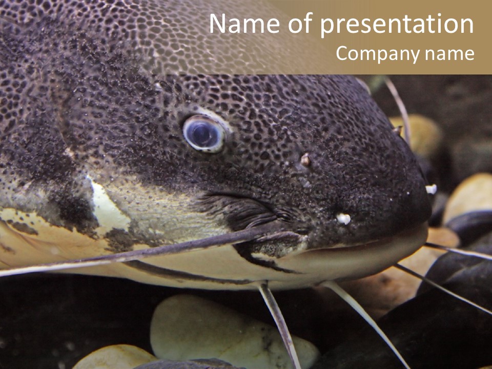 Catfish Face PowerPoint Template